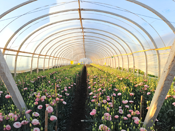 洋桔梗与蔬菜种植 技术与要点