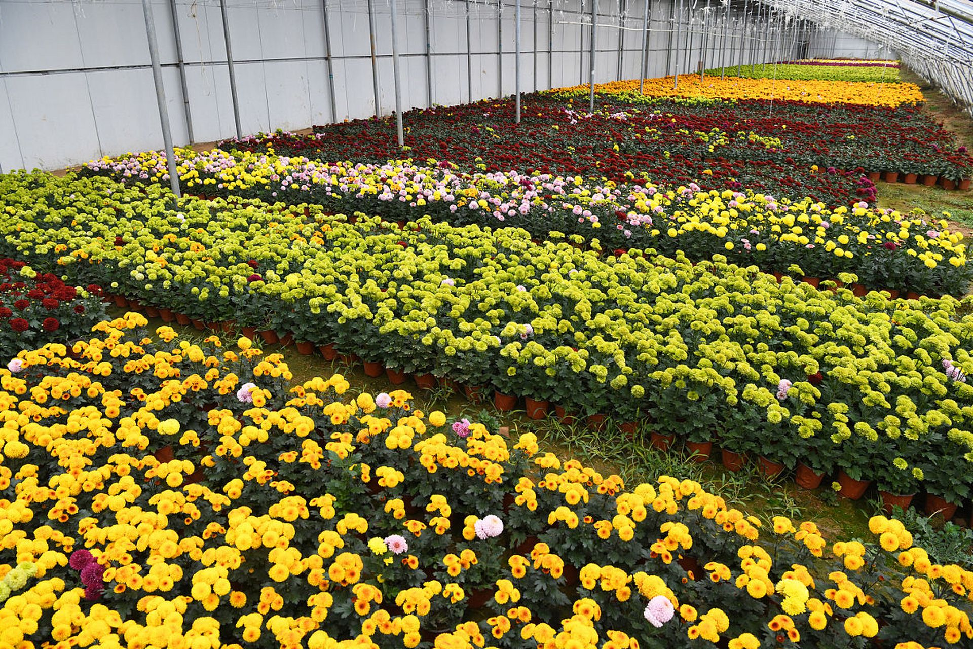 花卉与蔬菜种植技术的科学结合与实践