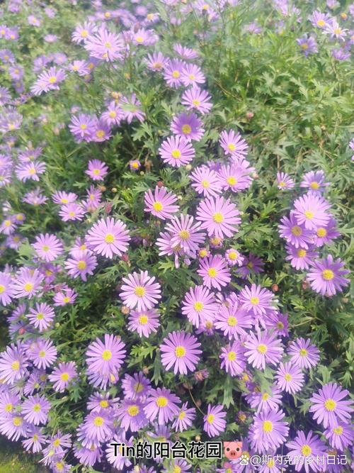 花卉与蔬菜并茂 一次现代农业基地的参观启示