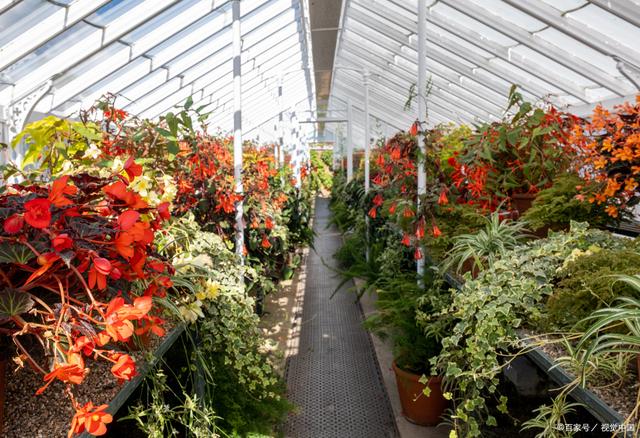 花卉大棚采暖 保障花卉品质与产量的关键技术