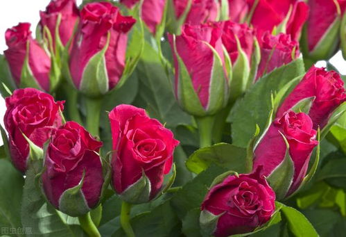 全民摆摊时代 蔬菜种植与七种热销商品解析