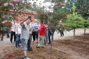 戈壁滩上的花木工厂 甘肃金昌的花卉种植奇迹