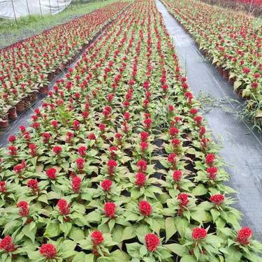 时令草花种植指南 绽放四季之美