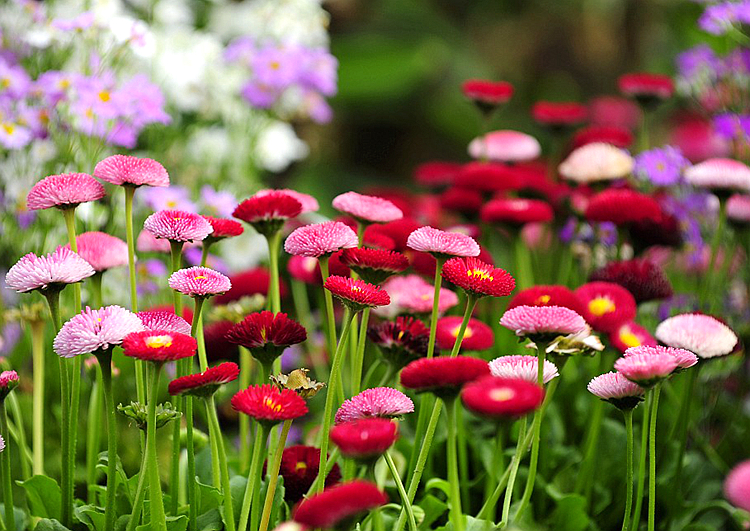 小雏菊的栽培指南 从播种到绽放的阳台盆栽与庭院种植